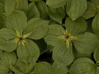 Paris quadrifolia 31, Eenbes, Saxifraga-Jan van der Straaten