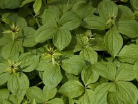 Paris quadrifolia 33, Eenbes, Saxifraga-Marijke Verhagen