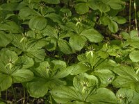 Paris quadrifolia 39, Eenbes, Saxifraga-Marijke Verhagen