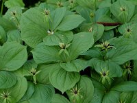 Paris quadrifolia 4, Eenbes, Saxifraga-Willem van Kruijsbergen