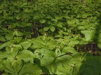 Paris quadrifolia 40, Eenbes, Saxifraga-Marijke Verhagen
