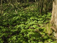 Paris quadrifolia 41, Eenbes, Saxifraga-Marijke Verhagen