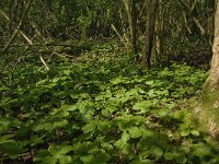 Paris quadrifolia 42, Eenbes, Saxifraga-Marijke Verhagen