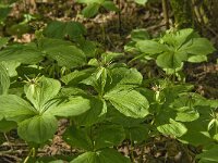 Paris quadrifolia 44, Eenbes, Saxifraga-Marijke Verhagen