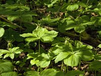Paris quadrifolia 45, Eenbes, Saxifraga-Marijke Verhagen