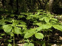 Paris quadrifolia 49, Eenbes, Saxifraga-Marijke Verhagen