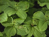 Paris quadrifolia 56, Eenbes, Saxifraga-Jan van der Straaten