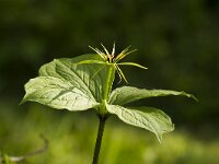 Eenbes  Paris quadriflia - Eenbes