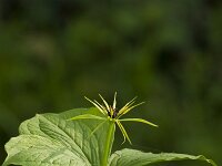 Eenbes  Paris quadriflia - Eenbes