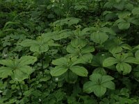 Paris quadrifolia 71, Eenbes, Saxifraga-Hans Boll
