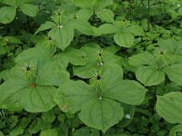 Paris quadrifolia 74, Eenbes, Saxifraga-Hans Boll