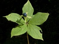 Paris quadrifolia 8, Eenbes, Saxifraga-Jan van der Straaten