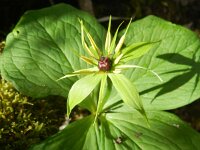 Paris quadrifolia 86, Eenbes, Saxifraga-Rutger Barendse