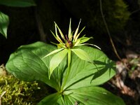 Paris quadrifolia 88, Eenbes, Saxifraga-Rutger Barendse