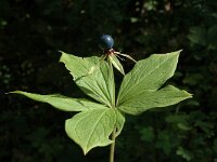 Paris quadrifolia 9, Eenbes, Saxifraga-Jan van der Straaten