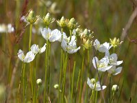 Parnassia palustris 10, Parnassia, Saxifraga-Bart Vastenhouw
