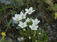 Parnassia palustris 14, Parnassia, Saxifraga-Willem van Kruijsbergen