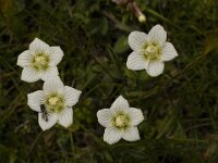 Parnassia palustris 16, Parnassia, Saxifraga-Willem van Kruijsbergen