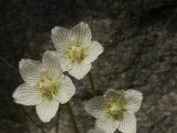 Parnassia palustris 17, Parnassia, Saxifraga-Willem van Kruijsbergen