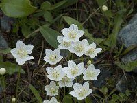 Parnassia palustris 19, Parnassia, Saxifraga-Willem van Kruijsbergen
