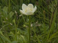 Parnassia palustris 24, Parnassia, Saxifraga-Jan van der Straaten