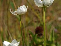 Parnassia palustris 30, Parnassia, Saxifraga-Hans Dekker