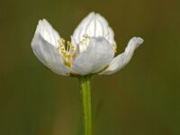 Parnassia palustris 31, Parnassia, Saxifraga-Hans Dekker