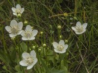 Parnassia palustris 34, Parnassia, Saxifraga-Jan van der Straaten