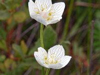 Parnassia palustris 49, Parnassia, Saxifraga-Hans Dekker