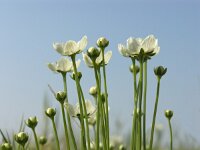 Parnassia palustris 5, Parnassia, Saxifraga-Hans Dekker
