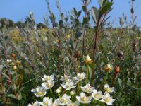 Parnassia palustris 58, Parnassia, Saxifraga-Ed Stikvoort