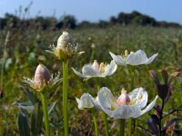 Parnassia palustris 59, Parnassia, Saxifraga-Ed Stikvoort