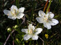 Parnassia palustris 60, Parnassia, Saxifraga-Ed Stikvoort
