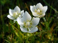 Parnassia palustris 62, Parnassia, Saxifraga-Ed Stikvoort