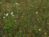 Parnassia palustris 67, Parnassia, Saxifraga-Hans Boll