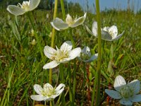 Parnassia palustris 70, Parnassia, Saxifraga-Hans Grotenhuis