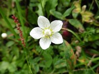 Parnassia palustris 71, Parnassia, Saxifraga-Simone van Velzen