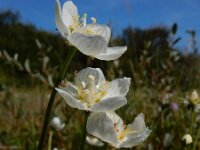 Parnassia palustris 72, Parnassia, Saxifraga-Ed Stikvoort