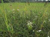 Parnassia palustris 73, Parnassia, Saxifraga-Hans Boll