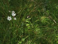 Parnassia palustris 75, Parnassia, Saxifraga-Hans Boll