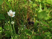 Parnassia palustris 76, Parnassia, Saxifraga-Hans Boll
