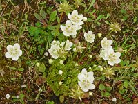 Parnassia palustris 79, Parnassia, Saxifraga-Hans Grotenhuis