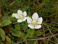 Parnassia palustris 8, Parnassia, Saxifraga-Peter Meininger