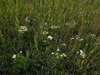 Parnassia palustris 81, Parnassia, Saxifraga-Hans Boll