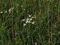 Parnassia palustris 82, Parnassia, Saxifraga-Hans Boll