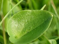 Parnassia palustris 85, Parnassia, Saxifraga-Sonja Bouwman