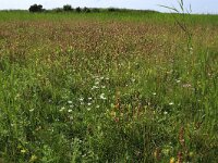 Parnassia palustris 87, Parnassia, Saxifraga-Hans Boll