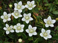 Parnassia palustris 89, Parnassia, Saxifraga-Harry Jans