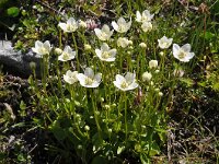 Parnassia palustris 91, Parnassia, Saxifraga-Harry Jans