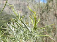 Parolinia glabriscula 2, Saxifraga-Rutger Barendse
